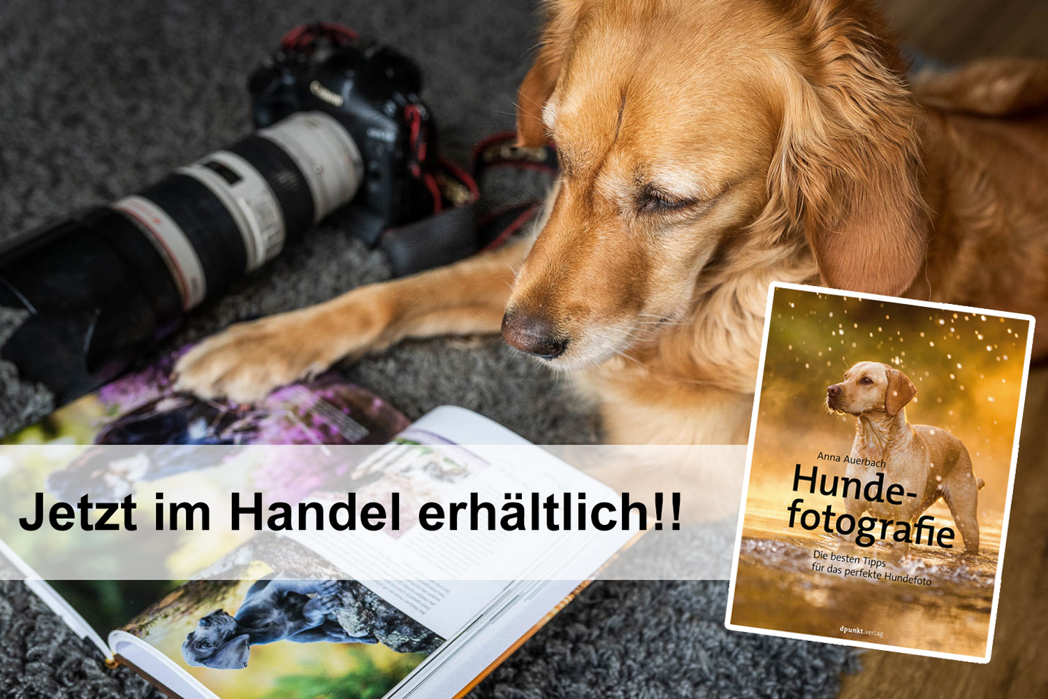 Das Buch ist im Handel erhältlich